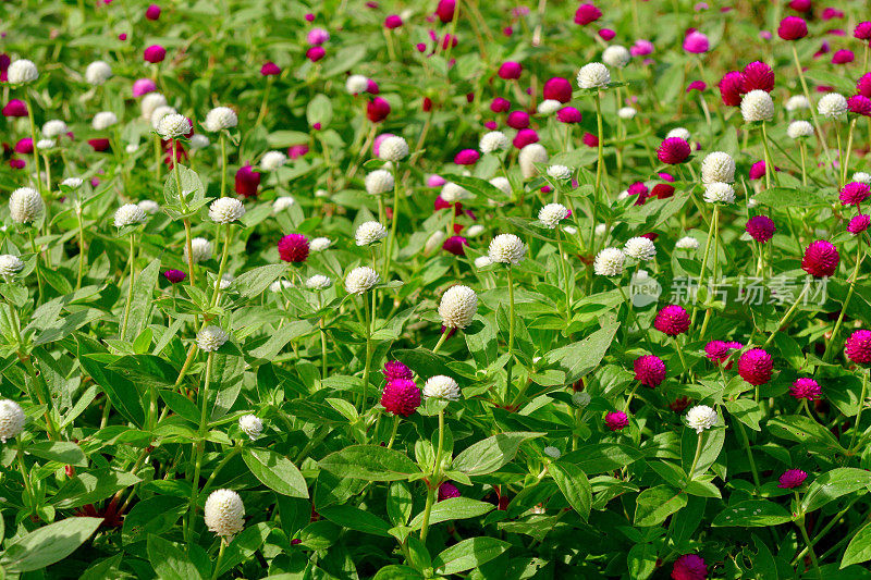 Gomphrena globbosa /全球苋菜花